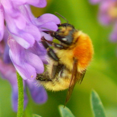 Bombus muscorum