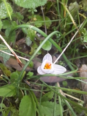 Crocus biflorus