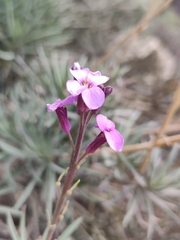 Erysimum scoparium