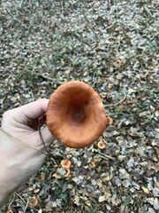 Paralepista flaccida