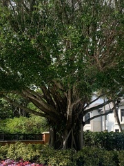Ficus aurea