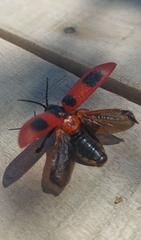 Coraliomela quadrimaculata