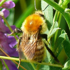 Bombus muscorum