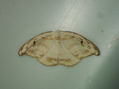Callidrepana gelidata