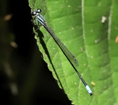 Coenagrionidae