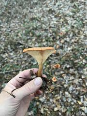 Paralepista flaccida