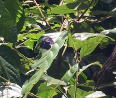 Arhopala