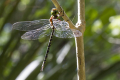 Coryphaeschna ingens
