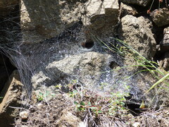 Aglaoctenus lagotis