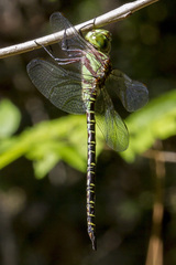 Coryphaeschna ingens