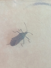 Hypselonotini