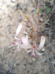 Pelargonium carneum