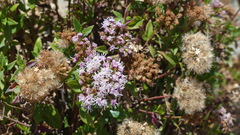 Ageratina pentlandiana