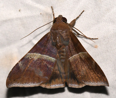 Ophisma tropicalis