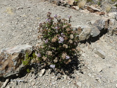 Ageratina pentlandiana