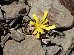 Hypochaeris sessiliflora