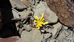 Hypochaeris sessiliflora