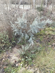 Adenocarpus hispanicus argyrophyllus