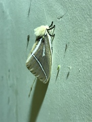 Kentroleuca albilinea