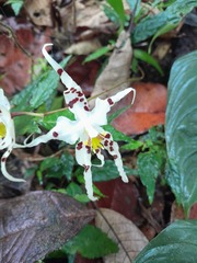 Oncidium cirrhosum