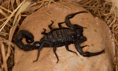 Hottentotta gentili