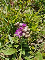 Cyrtocymura scorpioides