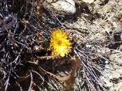 Hypochaeris sessiliflora