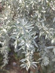 Adenocarpus hispanicus argyrophyllus