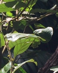 Arhopala