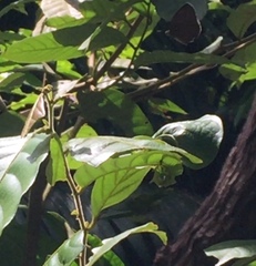Arhopala