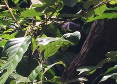 Arhopala