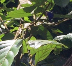 Arhopala