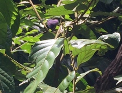 Arhopala