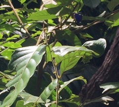 Arhopala