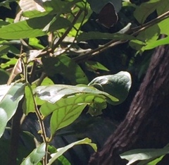 Arhopala