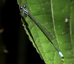 Coenagrionidae