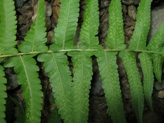 Diplazium esculentum