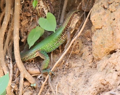 Ameiva ameiva