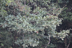 Elaeocarpus tuberculatus