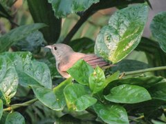 Dicaeum erythrorhynchos