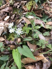 Stellaria pubera