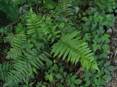 Diplazium esculentum