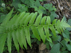 Diplazium esculentum