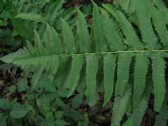 Diplazium esculentum