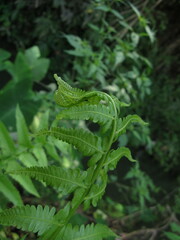 Diplazium esculentum