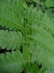 Diplazium esculentum