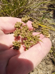 Lichtensteinia latifolia