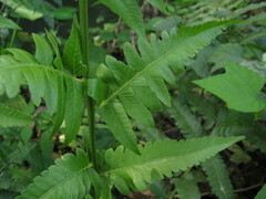 Diplazium esculentum