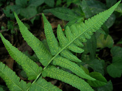 Diplazium esculentum