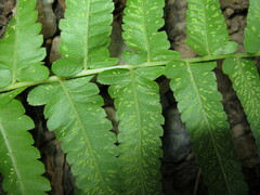 Diplazium esculentum